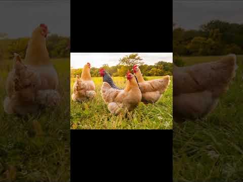 Hen Sound Effects 