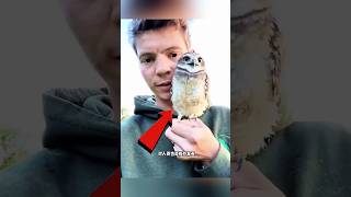 Curious Snow Owl Steals Hearts with Its Playful Charm.