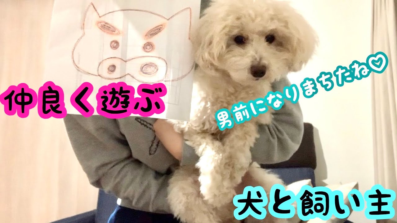 日常vlog トイプードルと独身男のエクササイズ 可愛くておもしろい動画 トイプードル Youtube