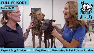 Dog probiotics, dog recall, winter dog coats, pet poisons| Full Episode S9 Ep 3 | Pooches at Play