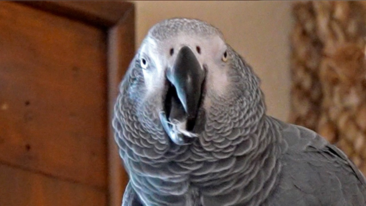 Apollo's Back On His Nonsense 🤪