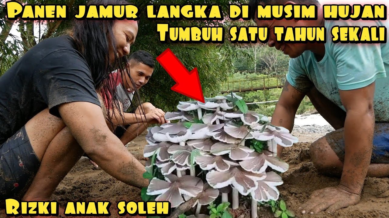 PANEN JAMUR LANGKA ALHAMDULILLAH DAPAT BANYAK