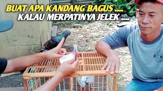 BUY PIGEONS WITH GUARANTEE OF CHAMPION