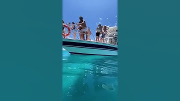 The Boat Tour From Hell... They Never Saw It Coming 😱 #shark