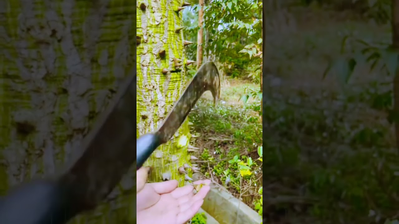 Simal Tree 🌴 Red cotton Tree 