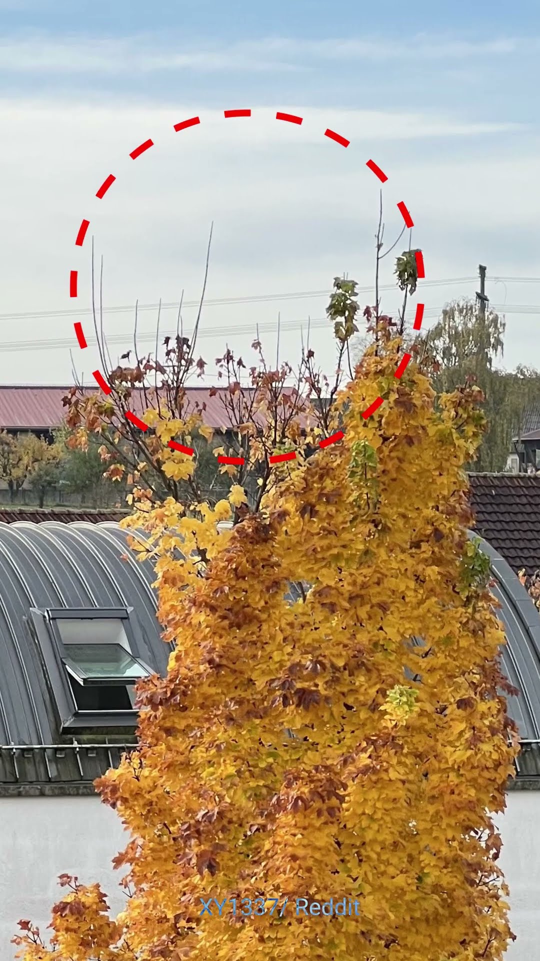 Why Trees Thrive Next to Artificial Lighting