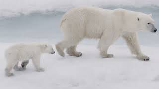 Polar Bear Moms and Cubs: From the Den to the Sea Ice