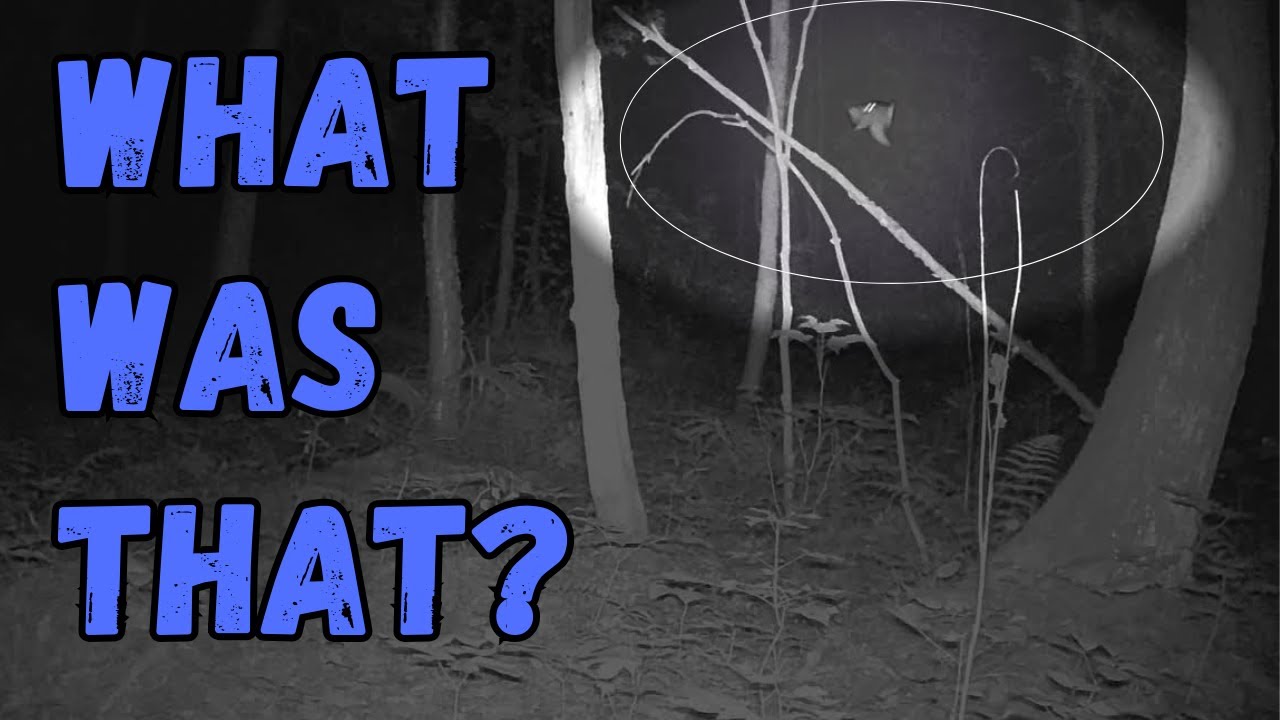 Дикий Килларни: что здесь происходит? Странные моменты с фотоловушек.