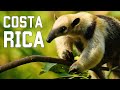 Costa rica salvaje  criaturas esquivas y selvas inexploradas