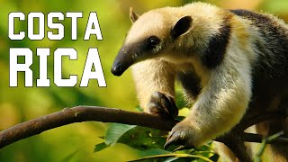 Costa Rica Salvaje Criaturas Esquivas Y Selvas Inexploradas