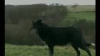 Border Collie Rescue - Nice Work! - Teaser Trailer.