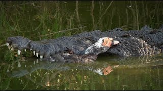 Crocodile Eats Duck 01 Footage