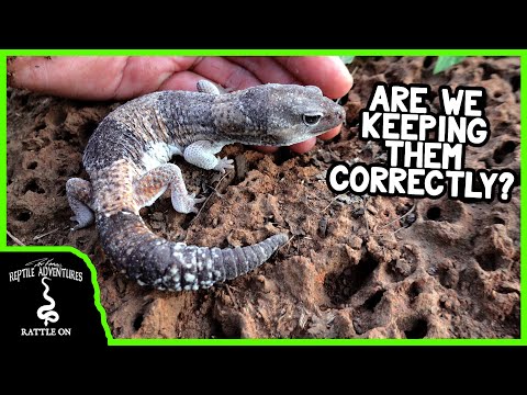 Video: Jak pečovat o Gecko Hatchling