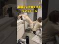 ラブラドールの尻尾は攻撃力高めだったりするらしい… #shorts #shortvideo #ラブラドールレトリバー