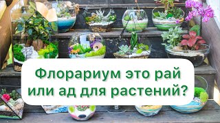 Почему растения гибнут? Гнев растениеводов. Флорариум долгожитель.