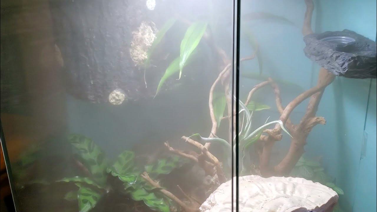 Crested Gecko's Bioactive with Fogger YouTube