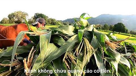 Một mình đi khám phá con đường rừng dưới chân núi Cô Tô vào buổi chiều, Tri Tôn, An Giang 13/11/25