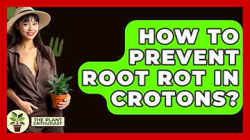 How To Prevent Root Rot In Crotons? - The Plant Enthusiast