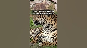 Interesting Facts About Leopards #2 #shorts