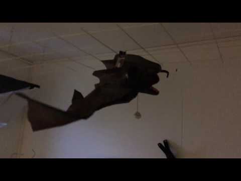 Video: Er flygende rever flaggermus?