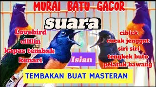 MURAI BATU GACOR FULL TEMBAKAN buat masteran Murai trotol muda hutan