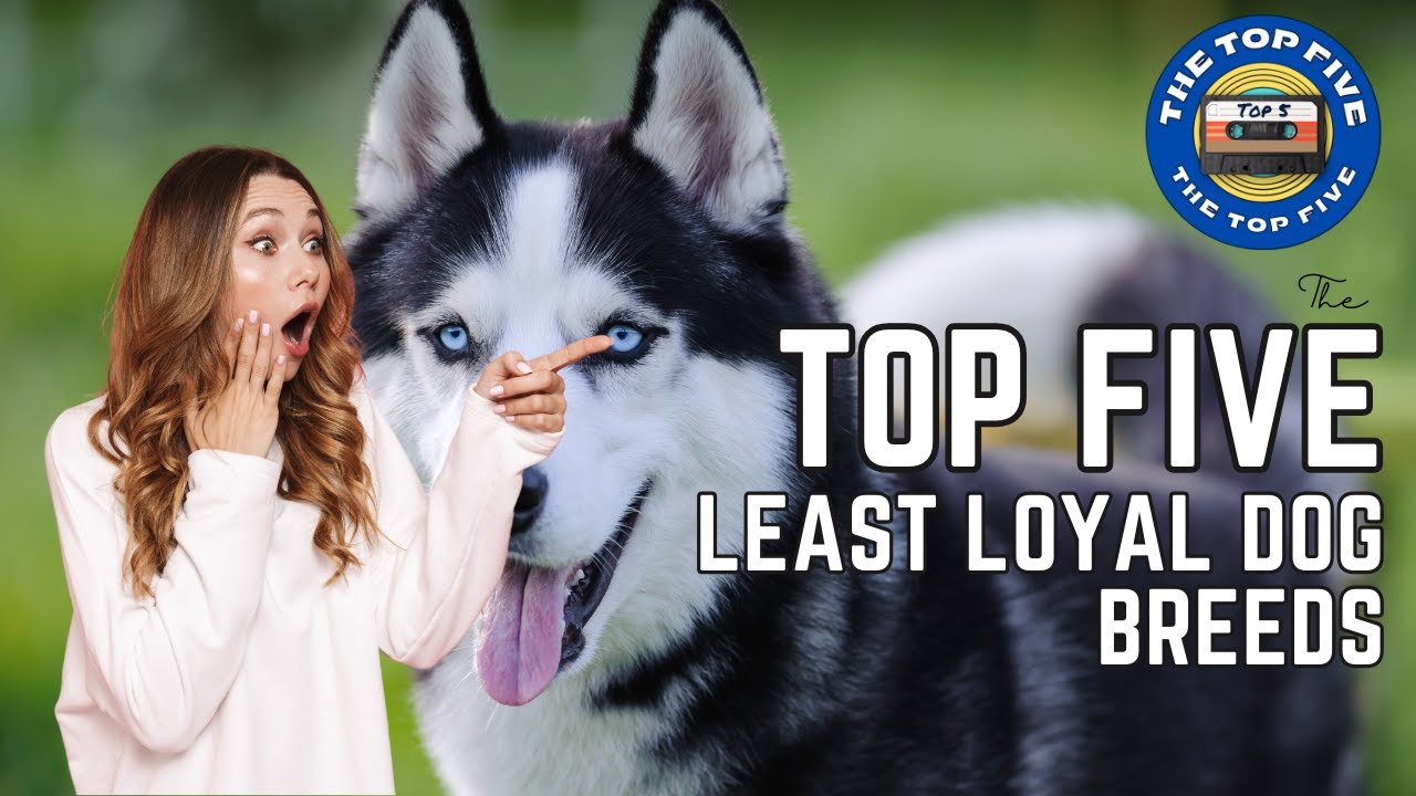 The Top 5 Least Loyal Dog Breeds [4K] - YouTube