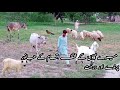 میرے گاؤں کے مختلف اقسام کے جانور پرندے اور درخت Different Typeanimals Birds And Trees Of My Village