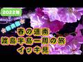 【桜満開 春の道南 渡島半島一周の旅 イッキ見】2022年の春 桜咲き乱れる道南 渡島半島をほぼ一周したグルメ・温泉・おすすめスポットを紹介 北海道No. 1の桜の名所で生涯最高の満開の桜に感動!