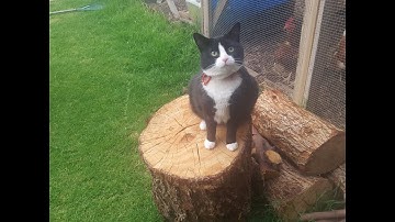 Tuxedo cat Bella is always a sweetie and always loves your attention!!