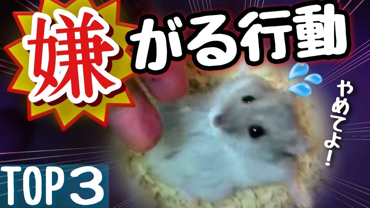 要注意 ハムスターが嫌がる意外な行動 Top3 Youtube