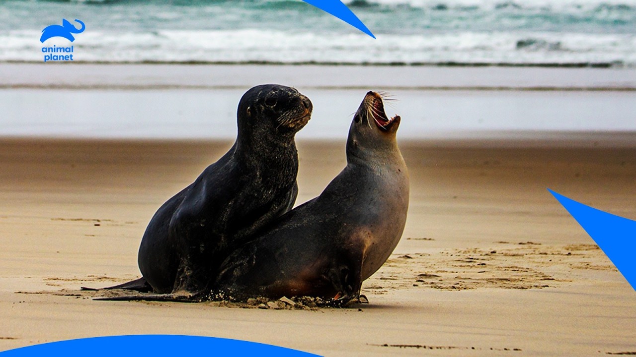 Seal Colony Lamberts Bay: Largest Seal Breeding Colony in Africa | African Wild | Animal Planet