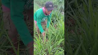 This super sharp tool can cut grass easily-Agriculture farming #shorts