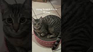9 months old. When Link Misuses The Scratch Circle #cat  #kitten