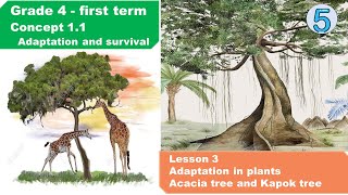 GRADE-4 | FIRST TERM 2024 |CONCEPT 1.1 LESSON 3 |  Adaptation in plants ..Acacia tree and Kapok tree