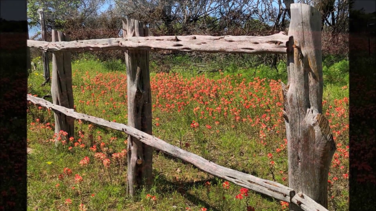 Beautiful Wild Flowers Blooming Texas Hill Country April 2019 YouTube