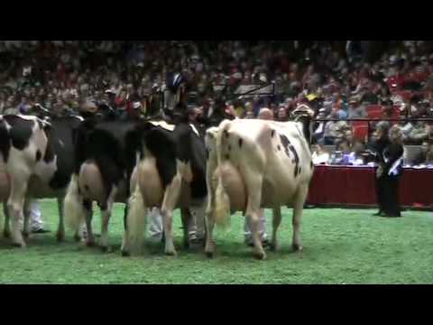 international-holstein-show-125,000-lb-cows