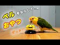 おーちゃんにベルを教えてみた【シロハラインコ】インコ芸