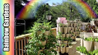 Mid-May Container Garden + Dahlia & Tomato Planter, Aphid Infestation (yikes!)