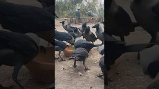 Crow Birds Unity Anger and sounds Kawing Crows 🐦😲😍🥰#short