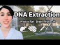 DNA Extraction: A Complete Lab Protocol (Wistar Rat Brain Tissue)