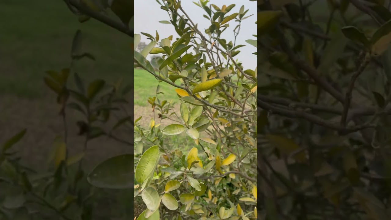 Allah Creates Colour 