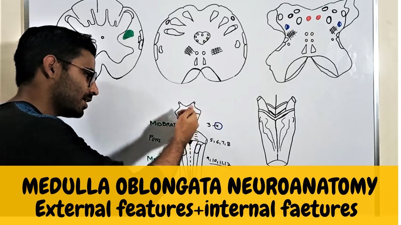 MEDULLA OBLONGATA ANATOMY | BRAINSTEM NEUROANATOMY - 2 - YouTube
