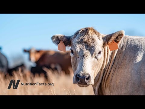 Does Bovine Insulin in Milk Trigger Type 1 Diabetes?