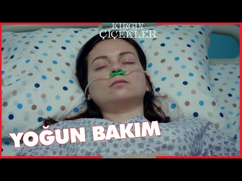 Kırgın Çiçekler Özel Kısa Bölümler | 255