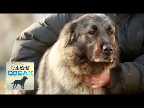 Шарпланинская овчарка. Планета собак 🌏 Моя Планета