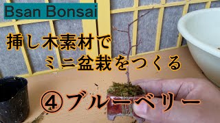 挿し木素材でミニ盆栽 ブルーベリー Youtube