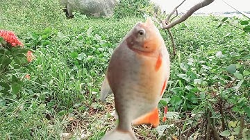 Câu cá bãi sông cá thiên nhiên  cá chim cá rô.rô phi.cá dảnh thật đã tay