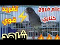 بتبته كناري تخلي يغرد غصب عنو مجربه اسمعه وشاهد النتيجه