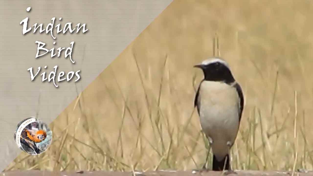 Desert Wheatear (Oenanthe deserti) 