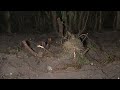 Skeletal remains found at Pine Hills construction site | WFTV